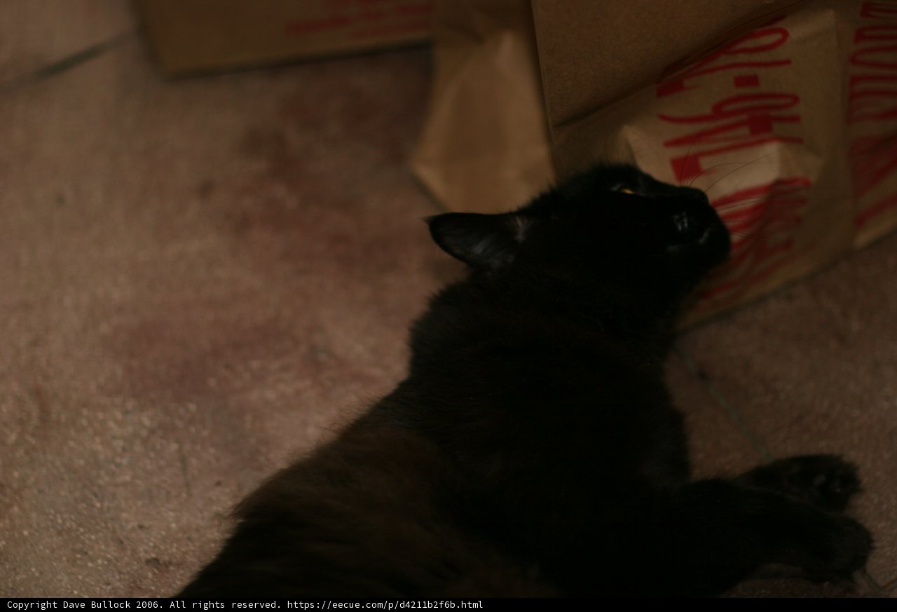 Midnight Nap