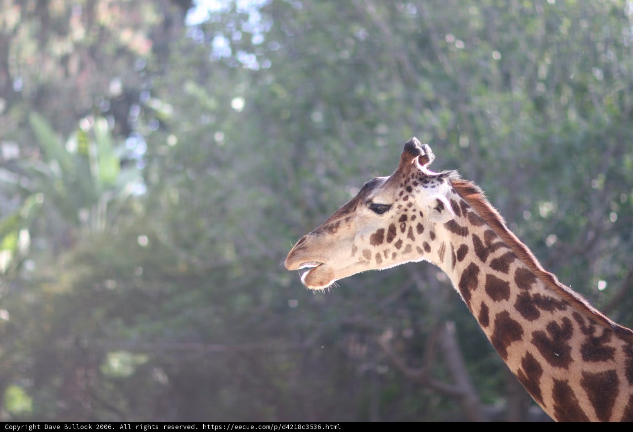 Majestic Giraffe