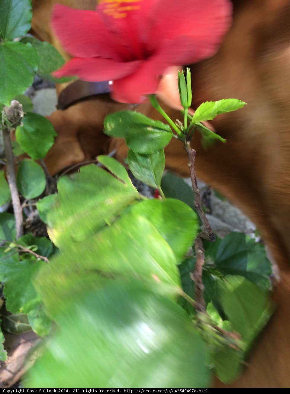 A Flower with a Furry Friend