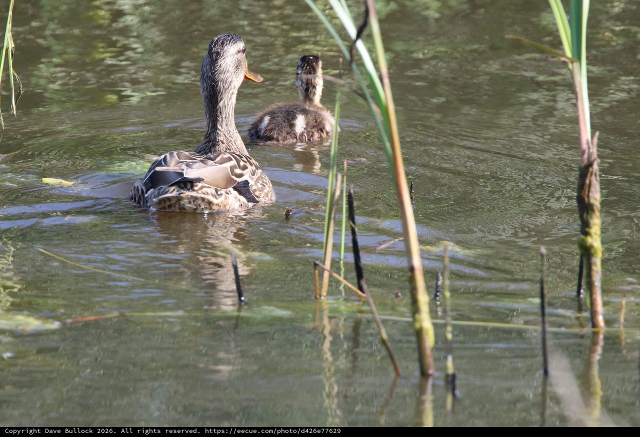 Female Mallard Duck Swimming with Fuzzy Duckling
