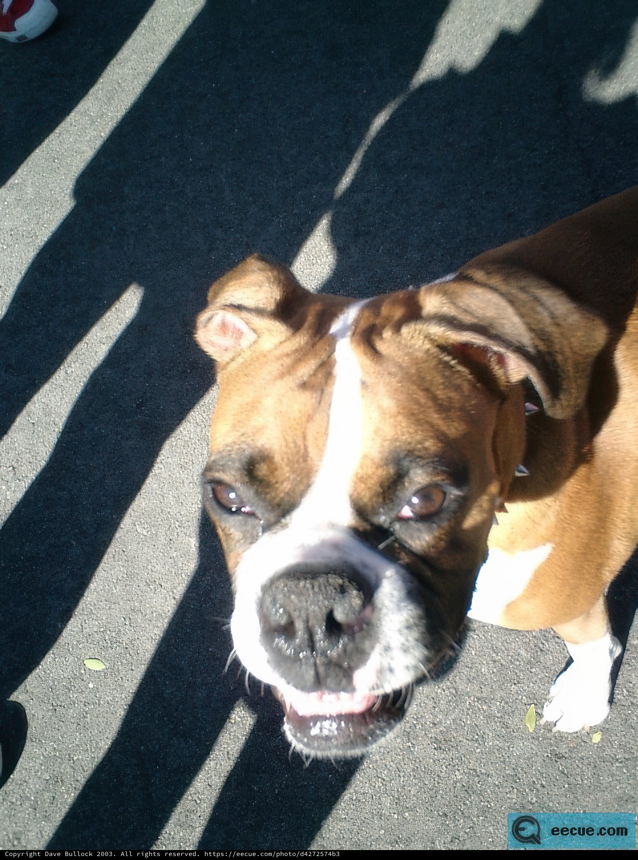 Happy Boxer dog with Soccer Ball