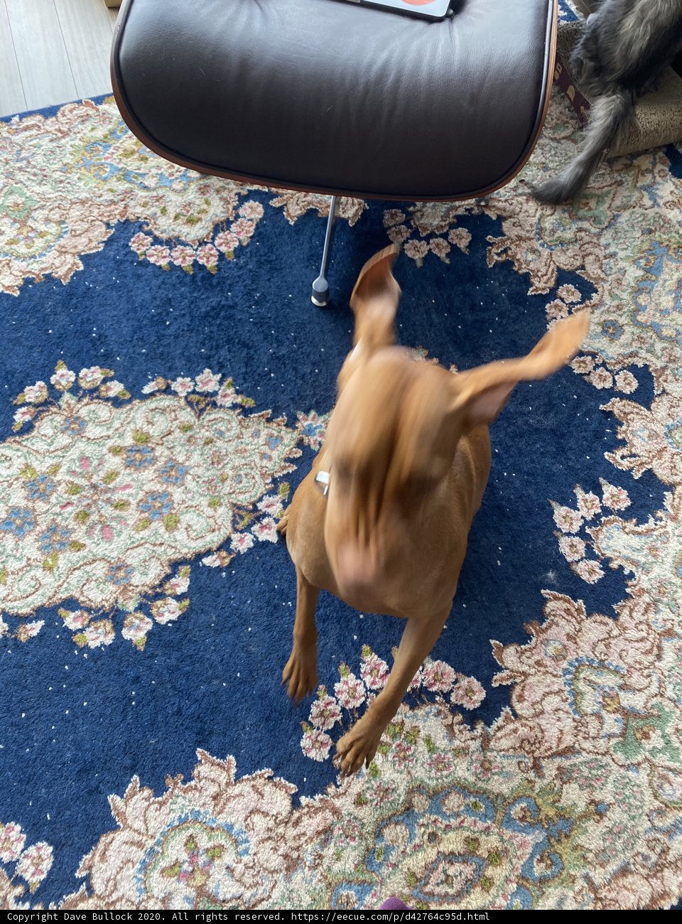 Playtime on the Rug