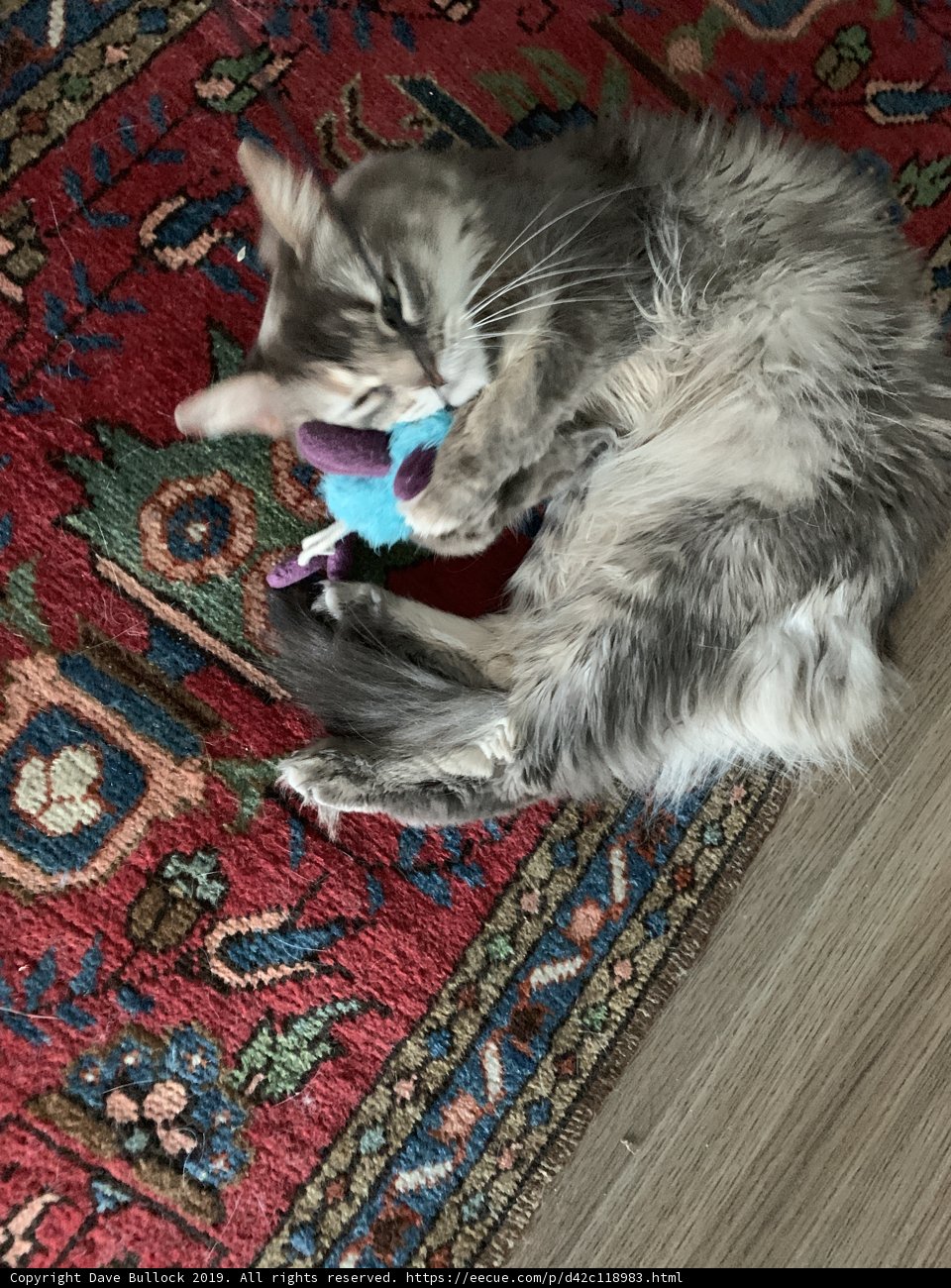 Cozy Kitty on a Home Decor Rug