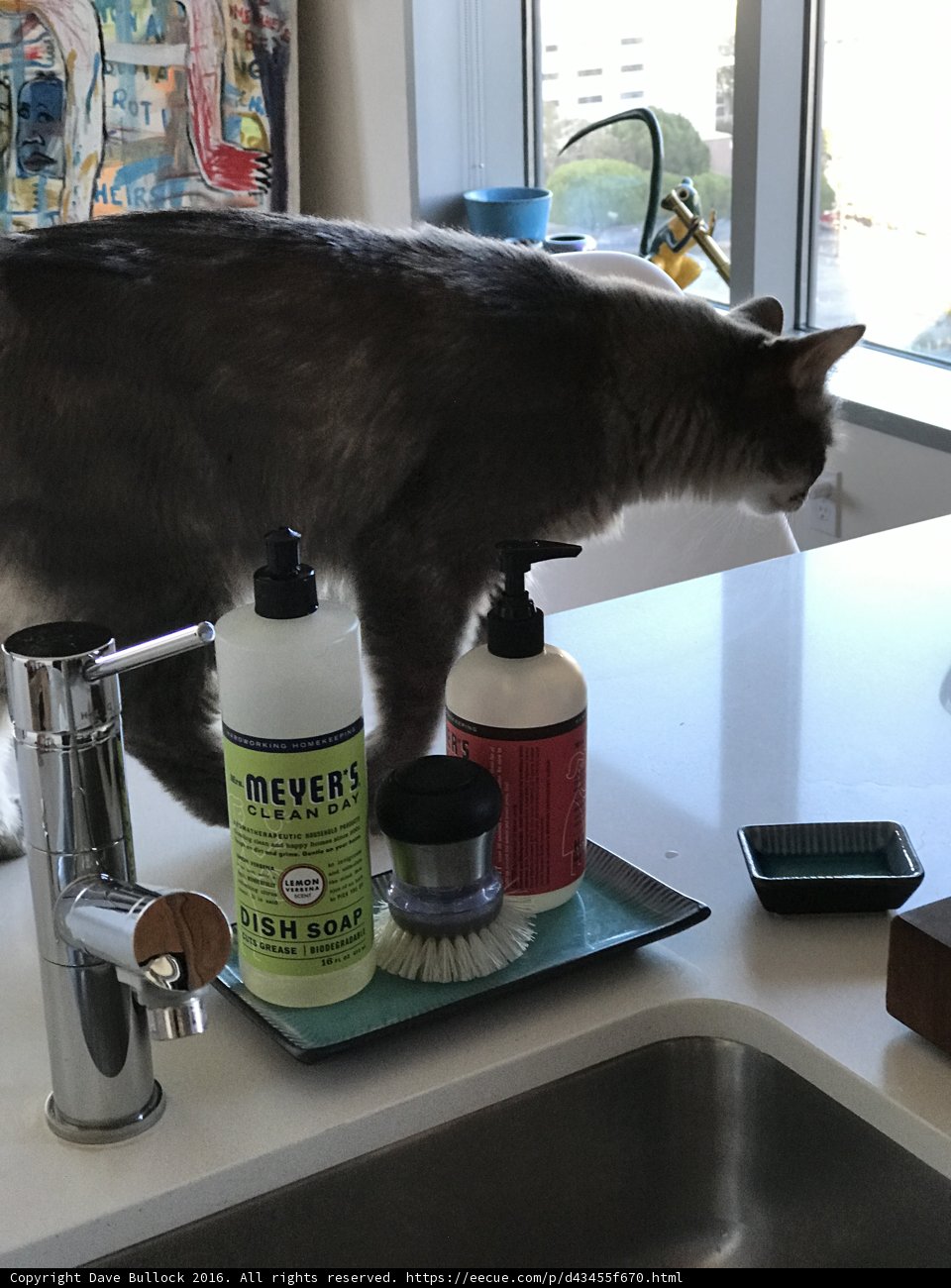 Kitchen Cat