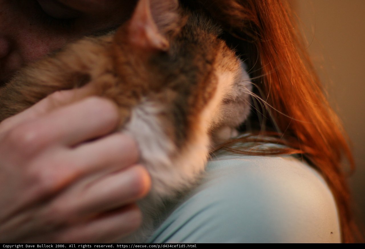 Woman and her Abyssinian Cat