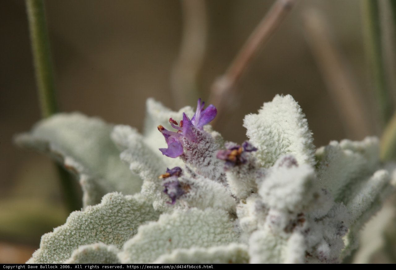 Frosty Geranium