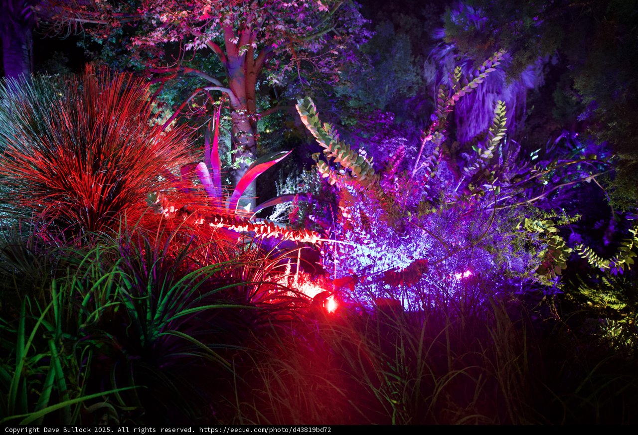 Enchanted Nightscape