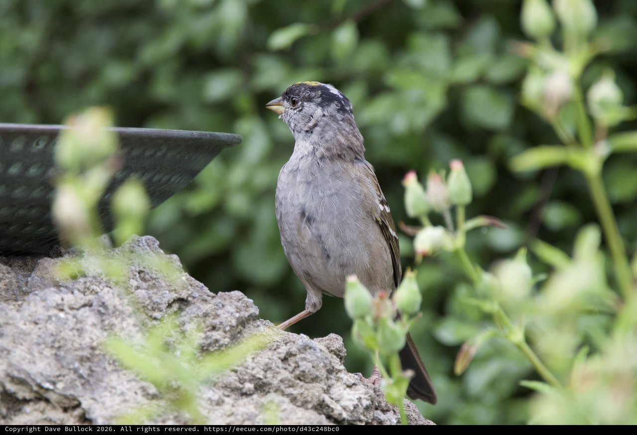 House Sparrow Perched on Mossy Garden Birdbath