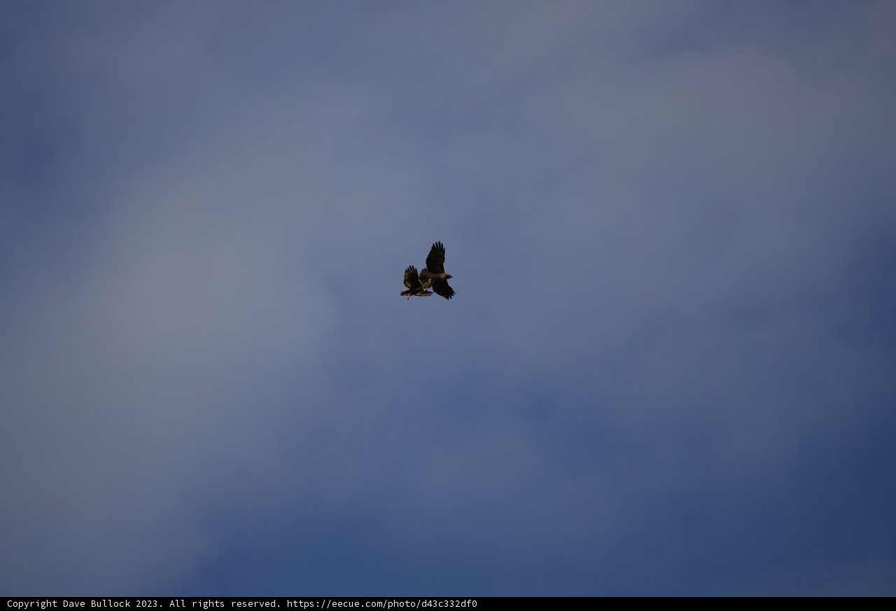 Majestic Birds in Flight at Lake Merced