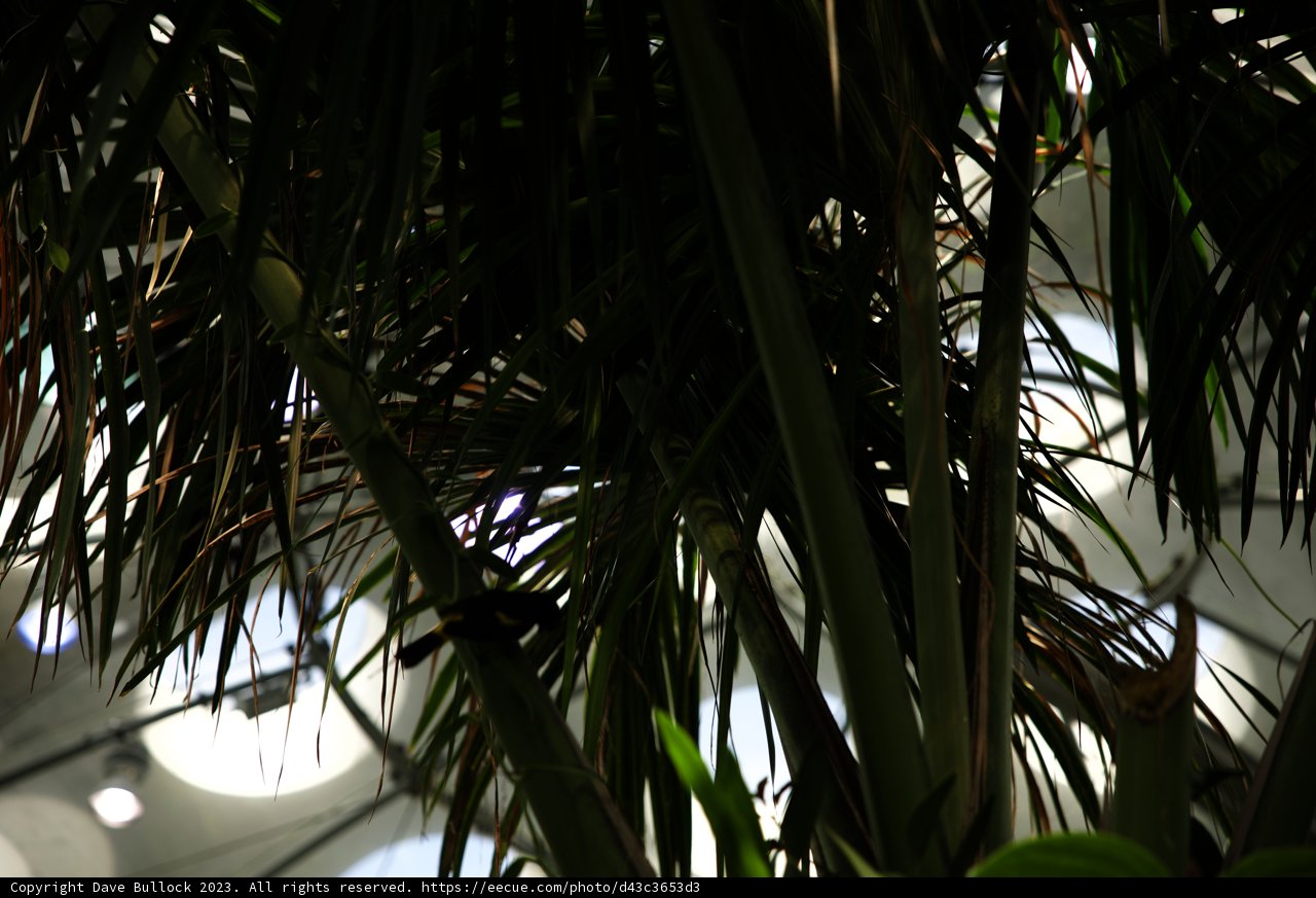 A Tropical Visitor at the California Academy of Sciences