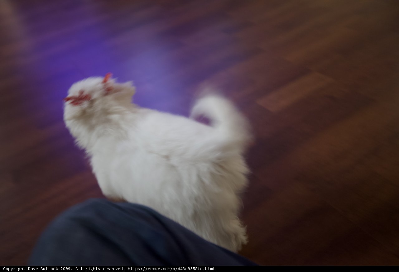 White Cat Fashionista