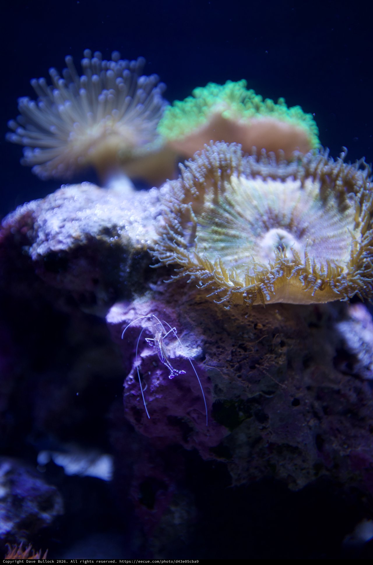 Vibrant Coral Reef Display in Marine Aquarium