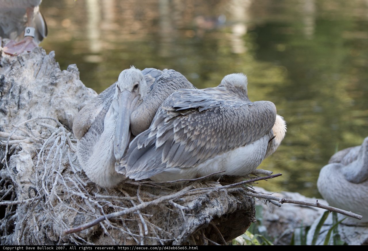 Pelicans on a Tree