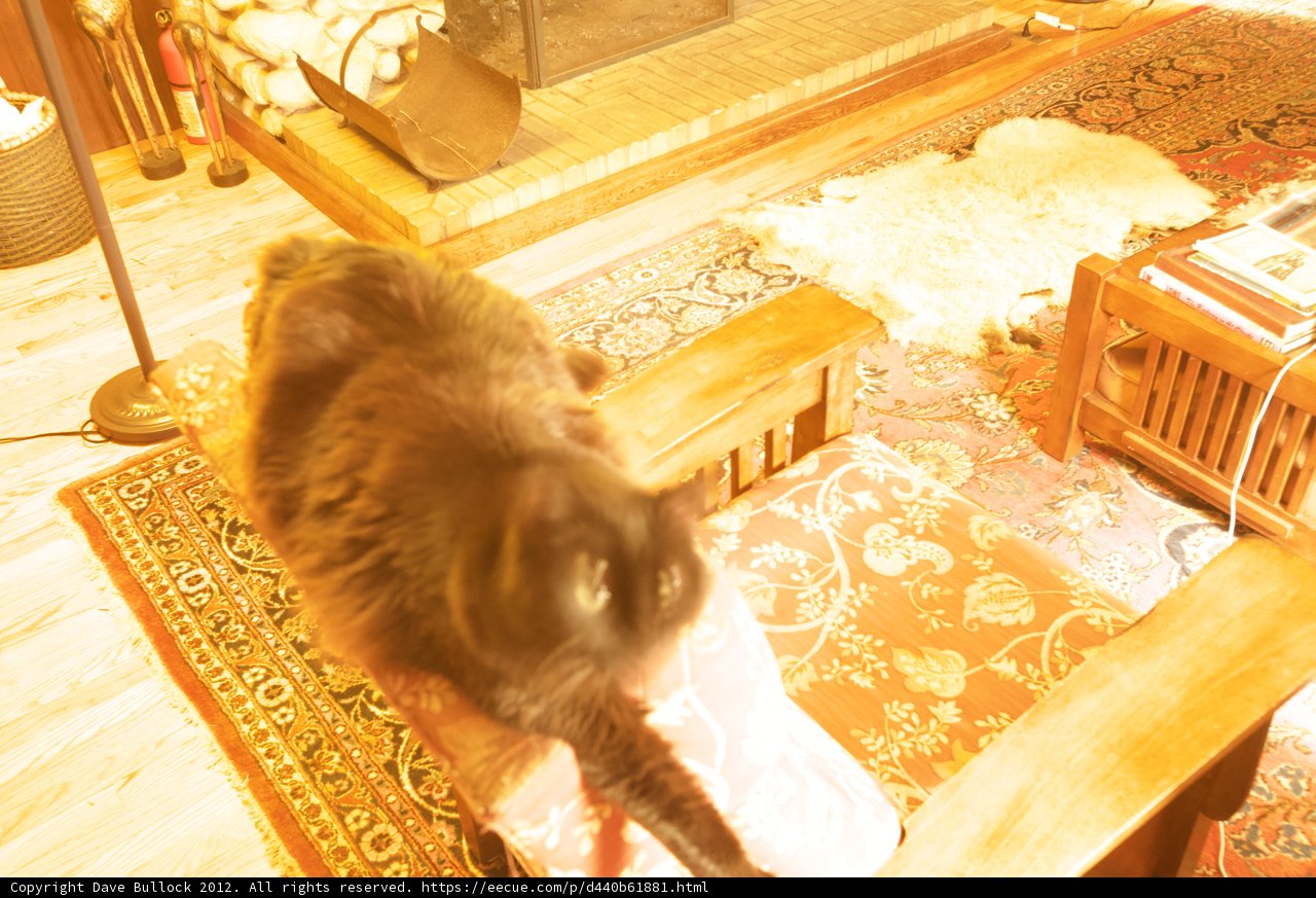 The regal feline throne