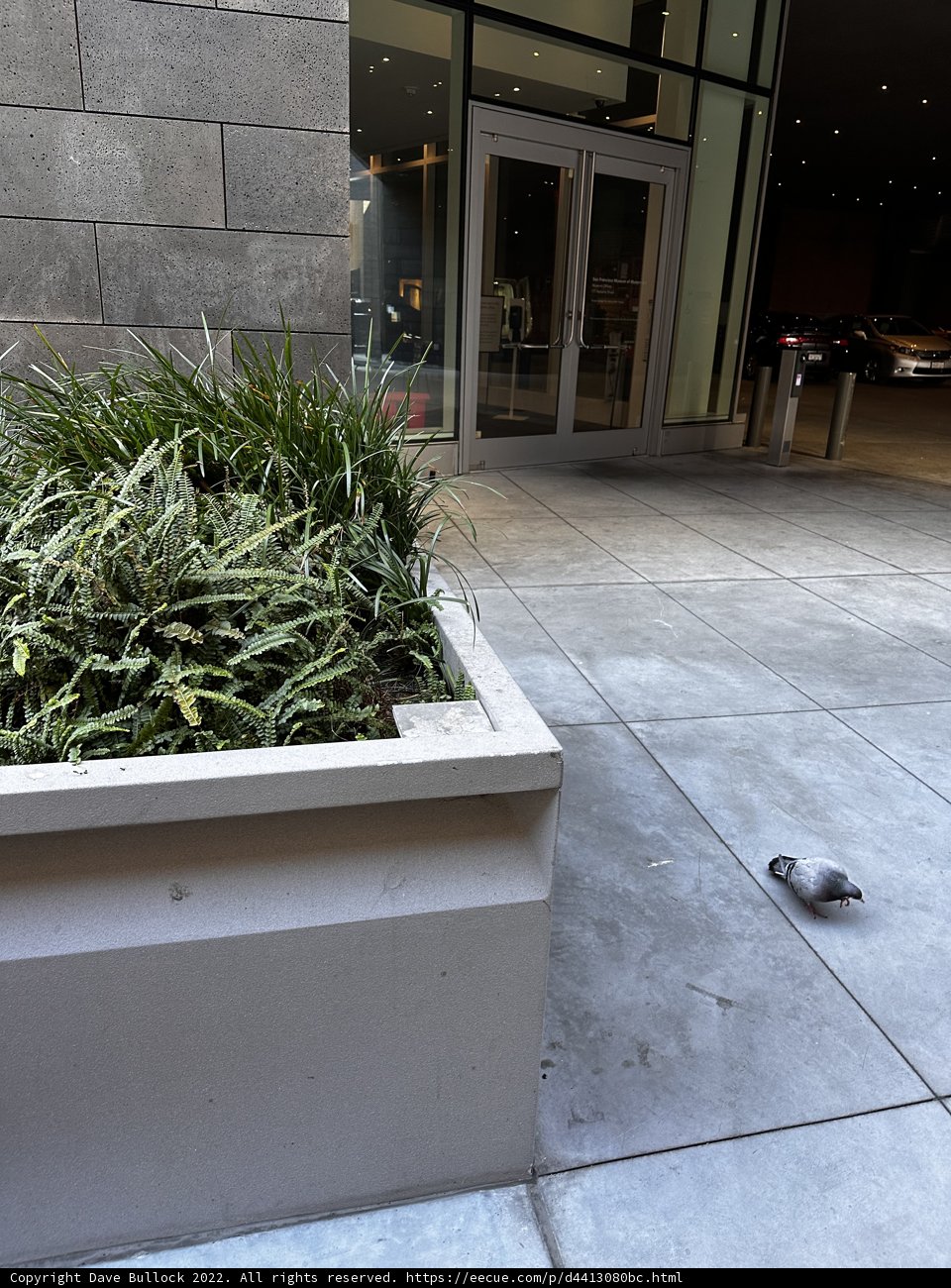 Feathered Visitor on a Planter