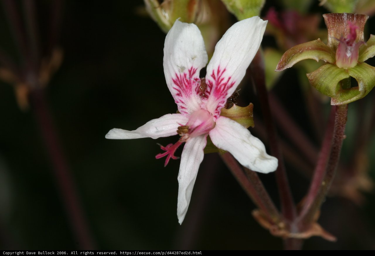 Geranium Flower with Bee