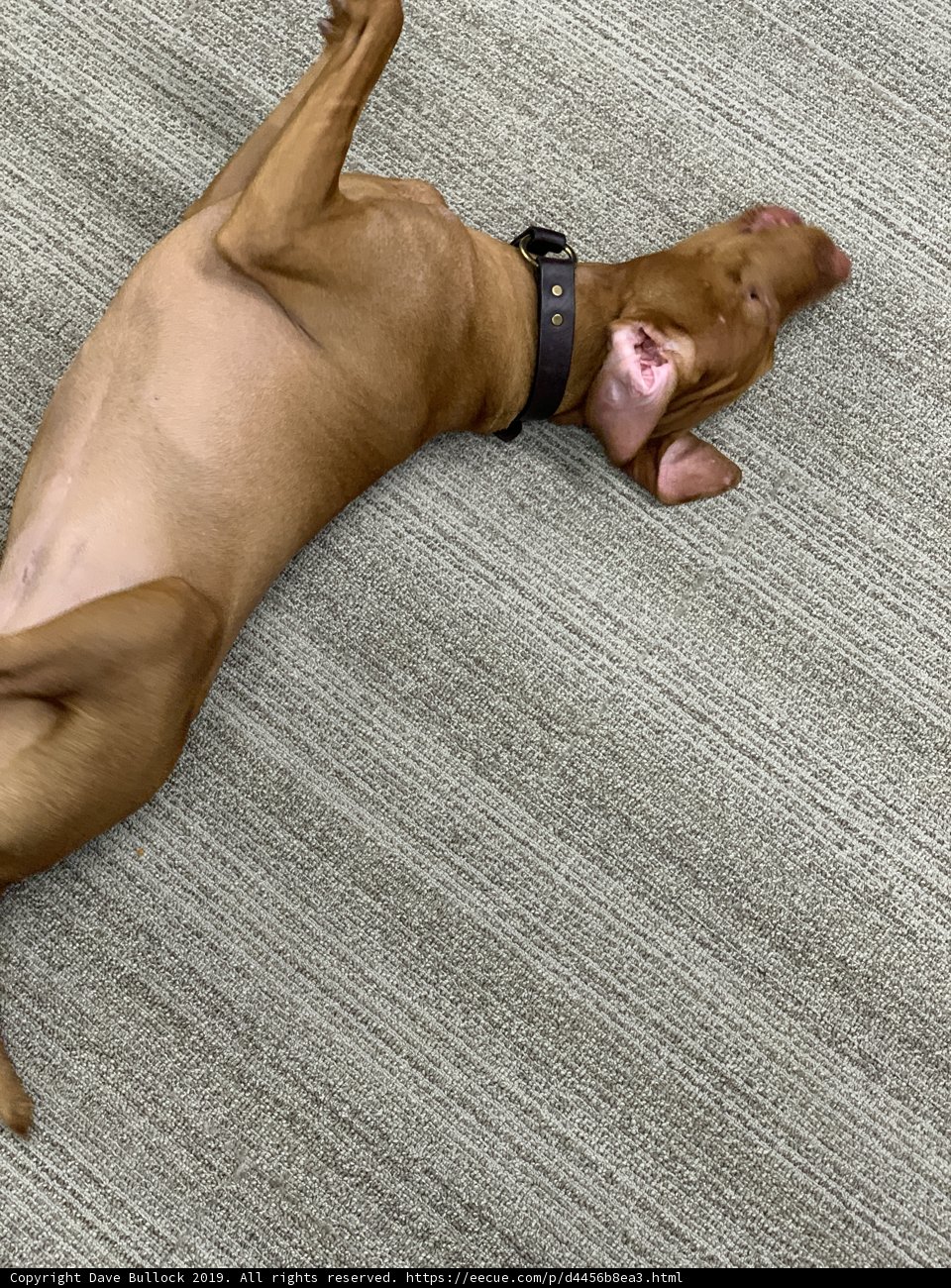 Lazy Sunday Companion