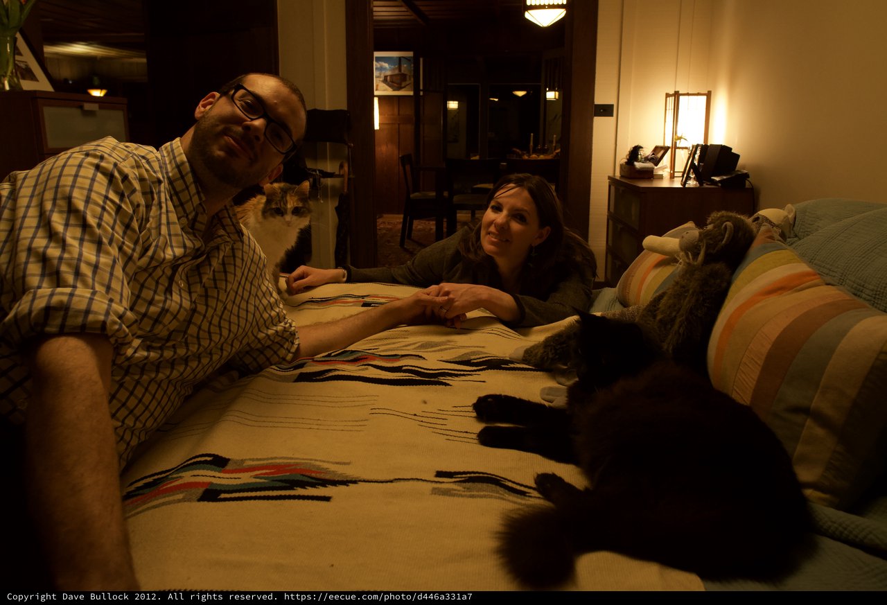 Cozy Evening at Home with Cats on the Bed