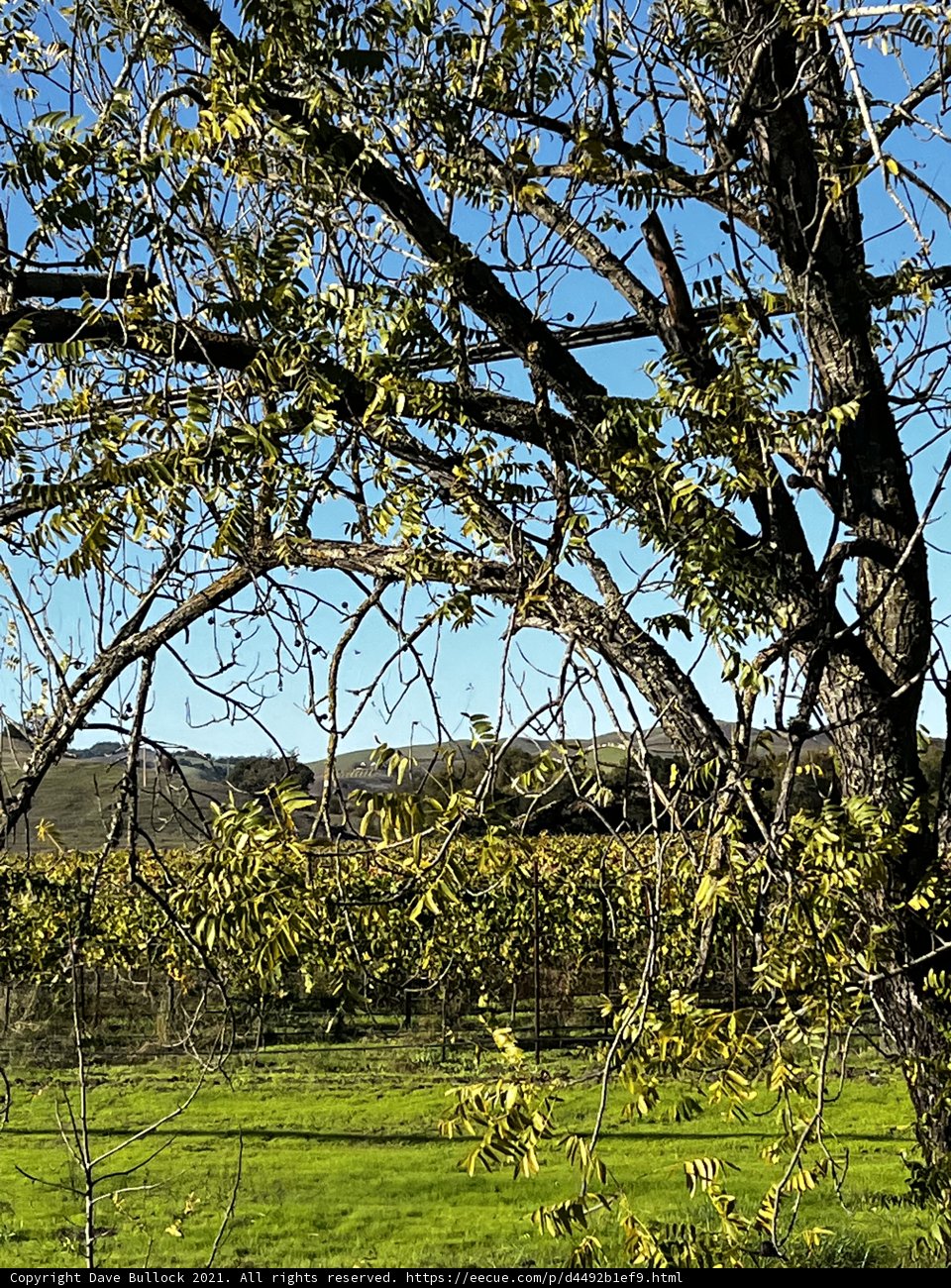 Majestic Tree Against a Beautiful Blue Sky