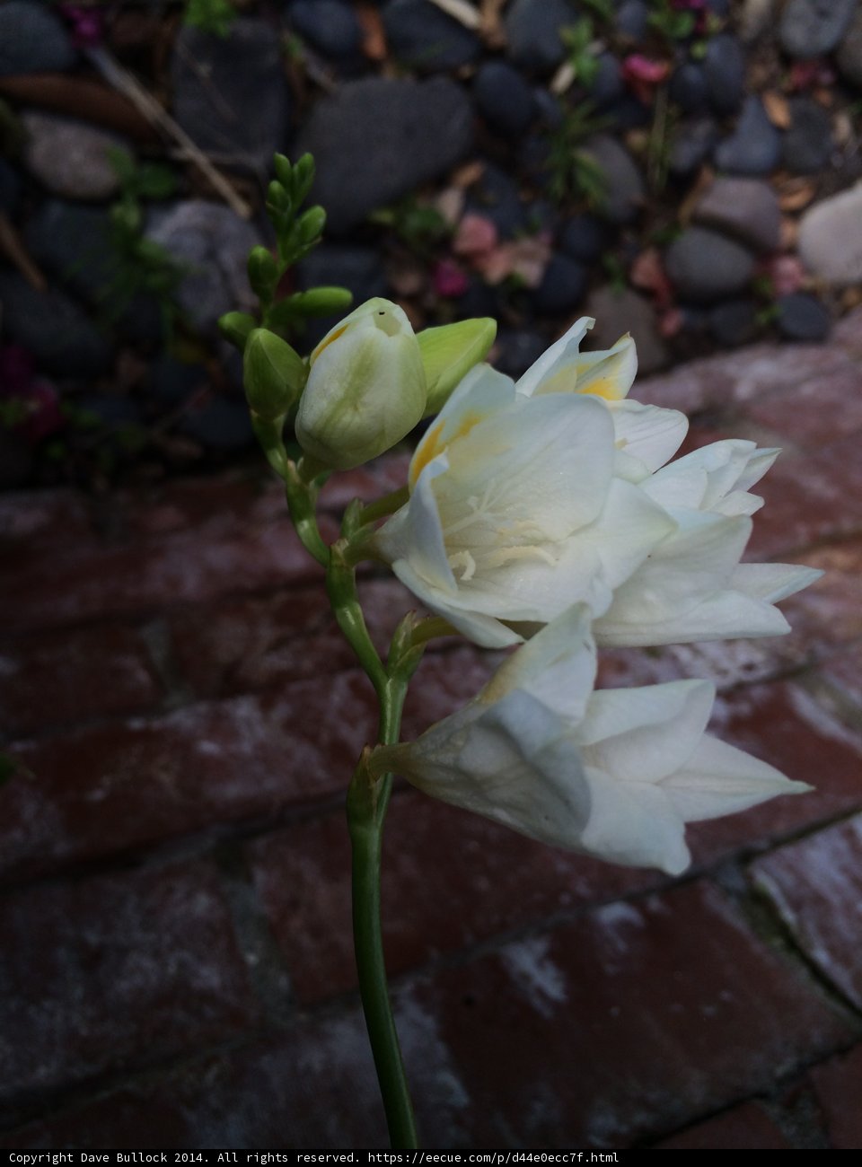The Resilient Flower