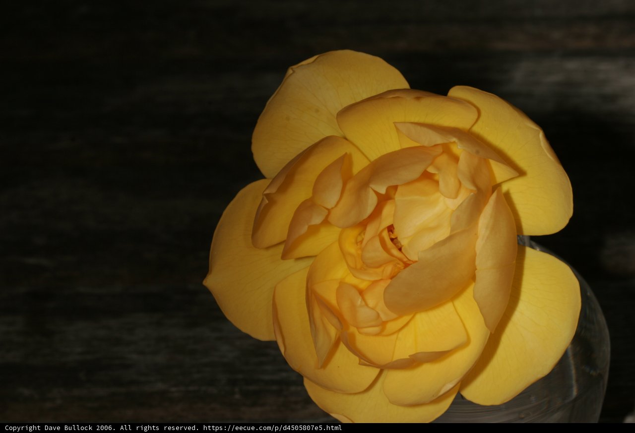 Beautiful Yellow Rose in a Vase