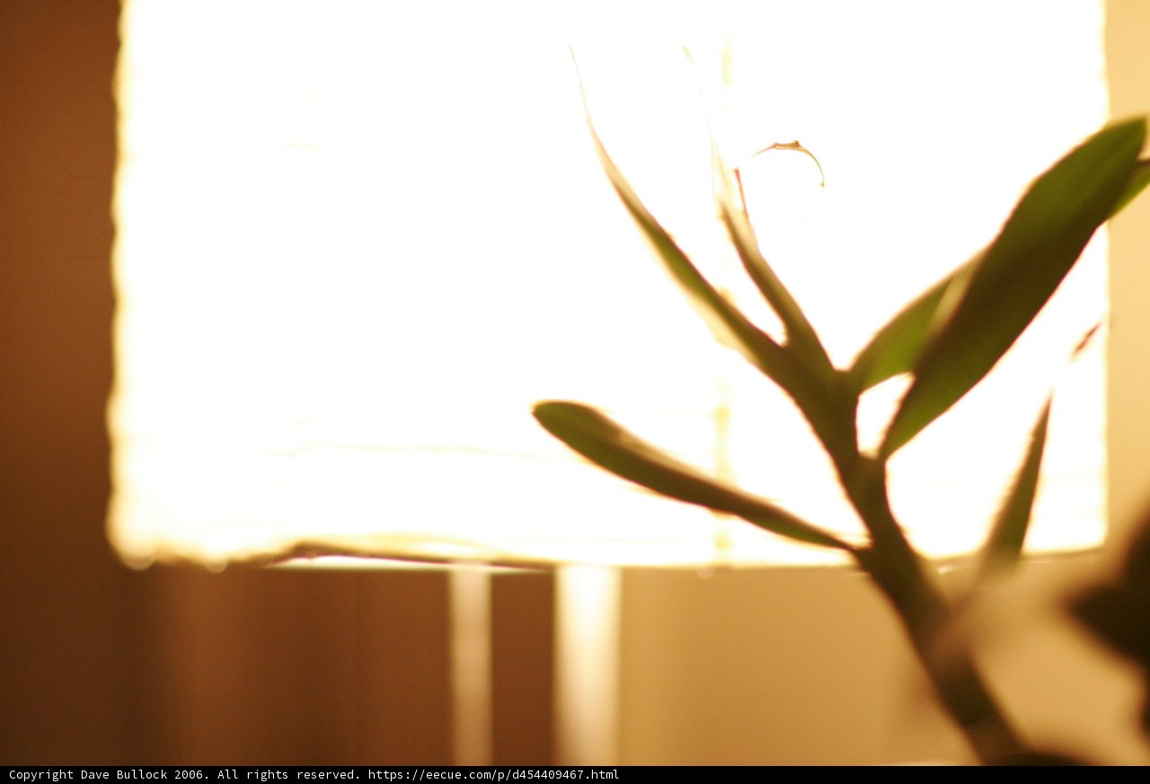 Illuminated Houseplant