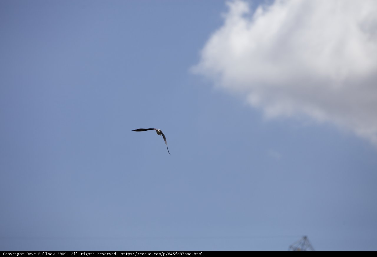 Flight in the Skies