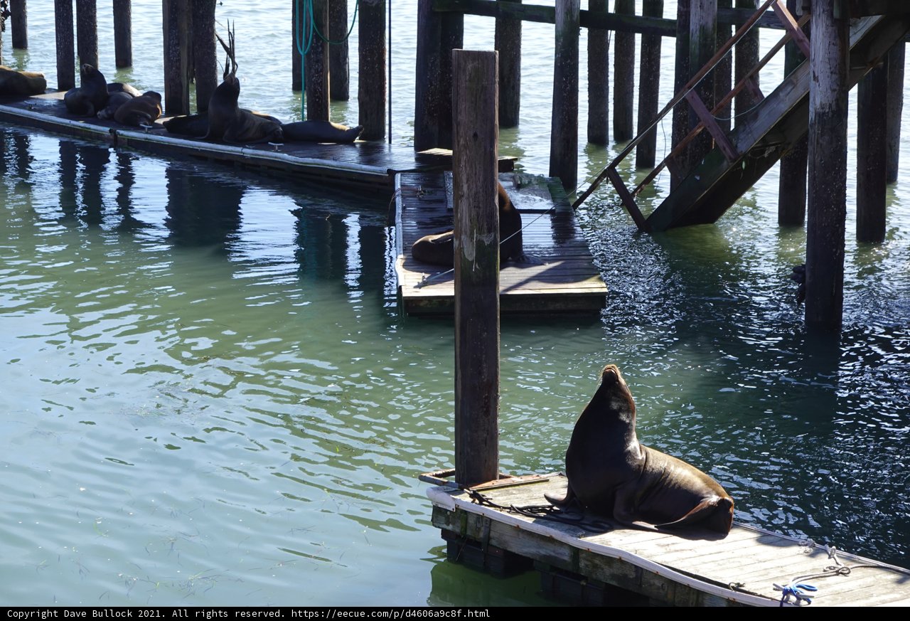 Sea Lions on the Pier