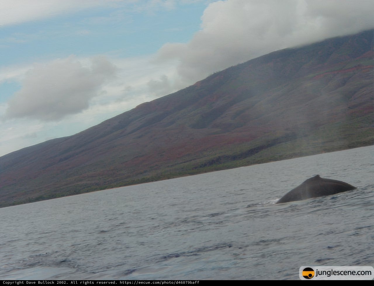 Majestic Humpback Whale Swimming Near Mountain