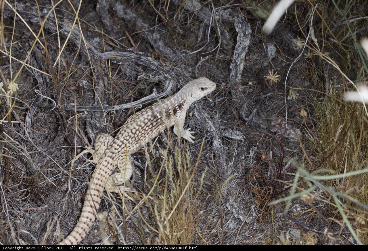 Lizard Strolling Through the Brush