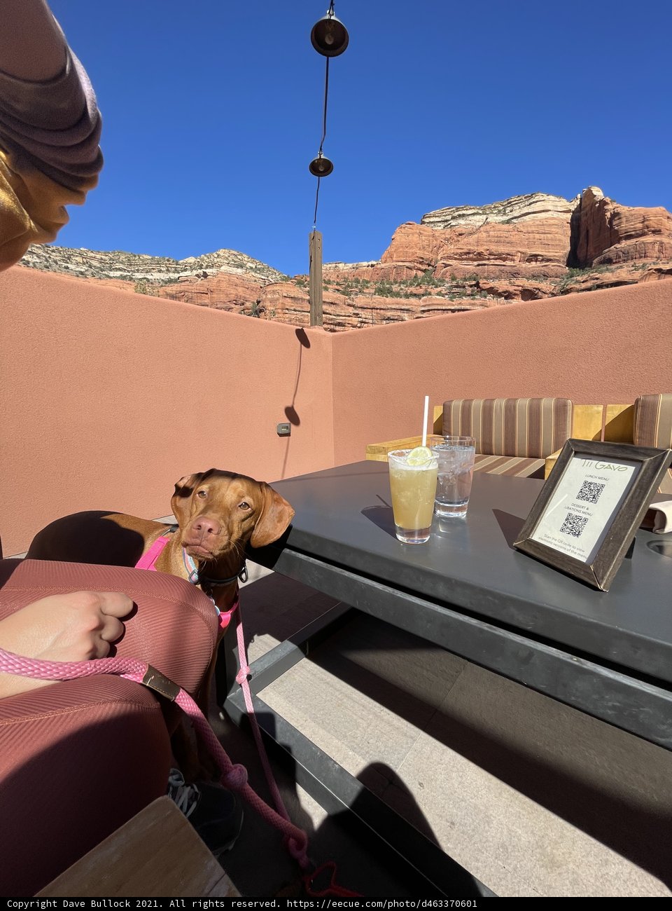 Canine Enjoying a Mountain View