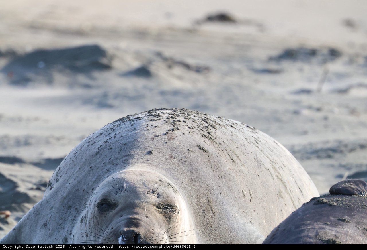 Young Elephant Seal Pup Resting on Drakes Beach