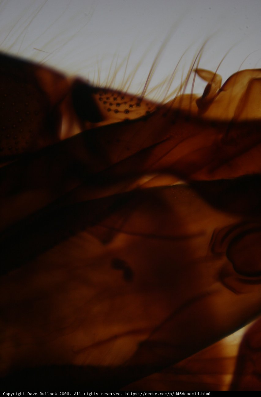 Bug's Eye View