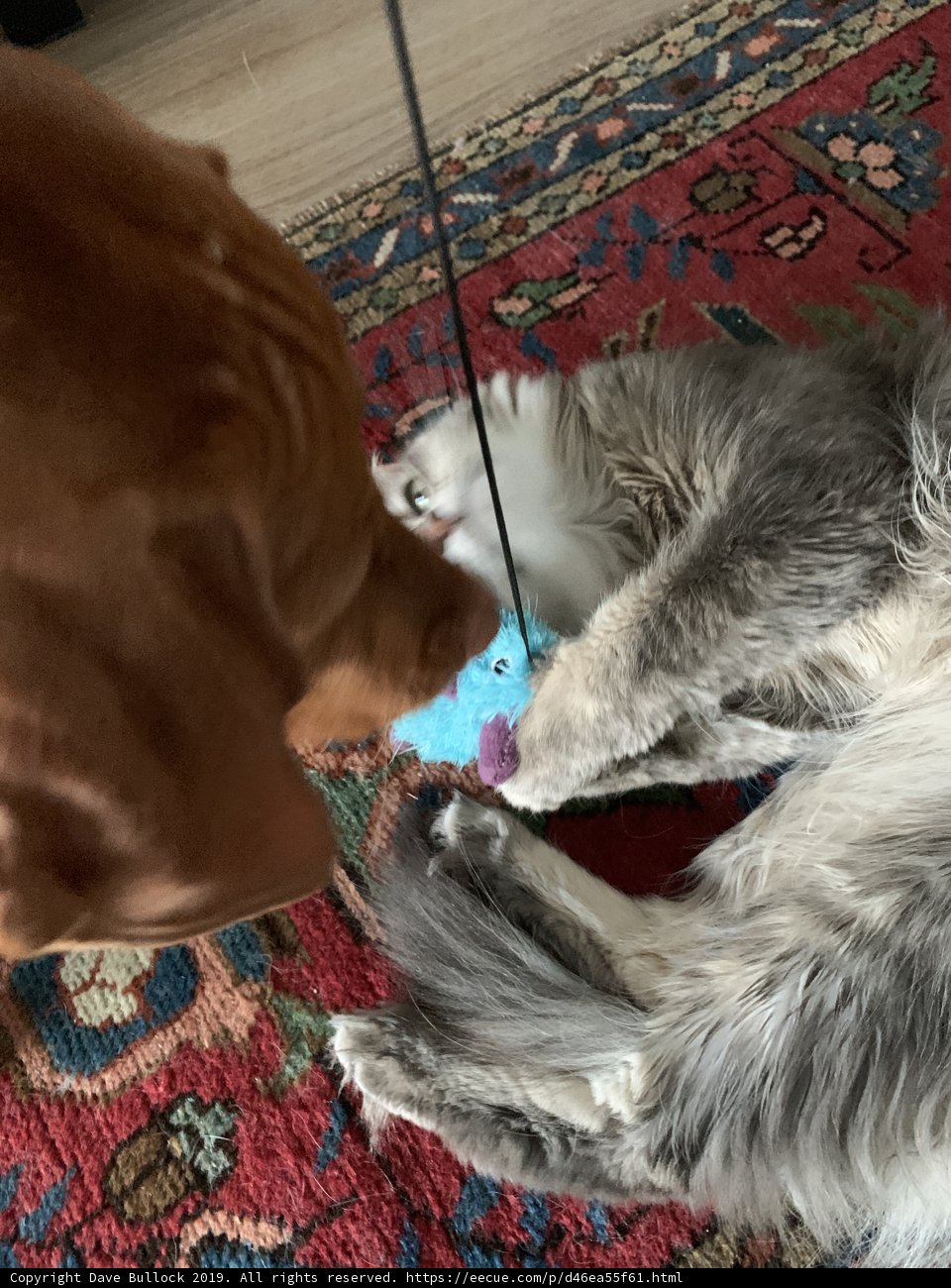 Playmates on the Hardwood Floor