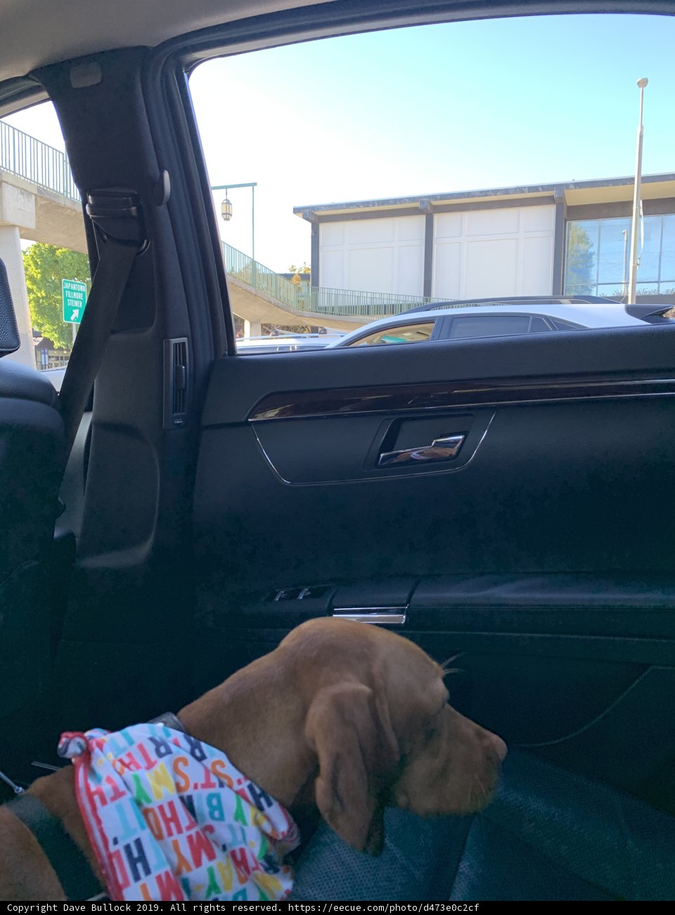 Colorful Bandana Dog