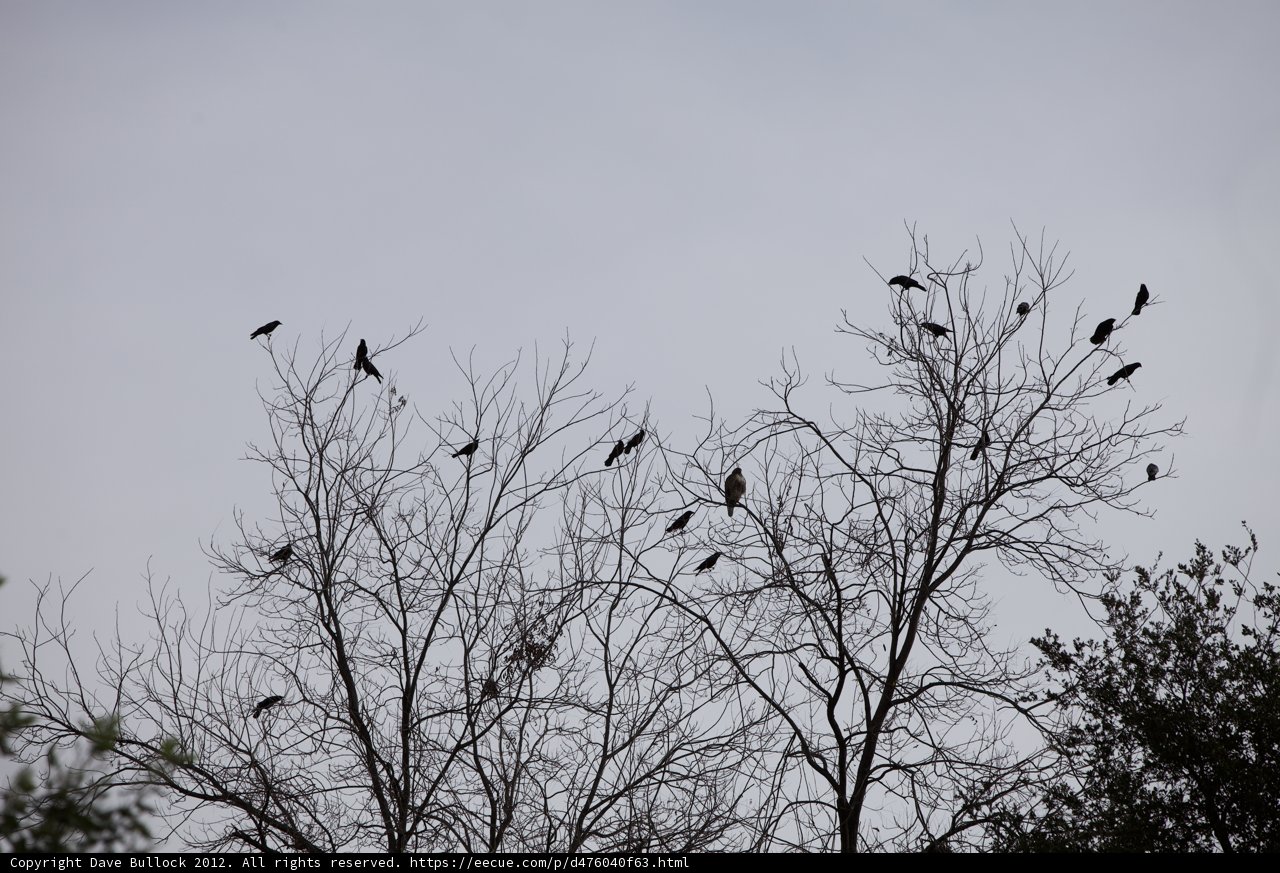Flock of Blackbirds Perching on Bare Trees