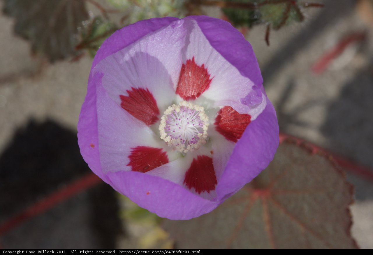 Purple Geranium Flower Close-up