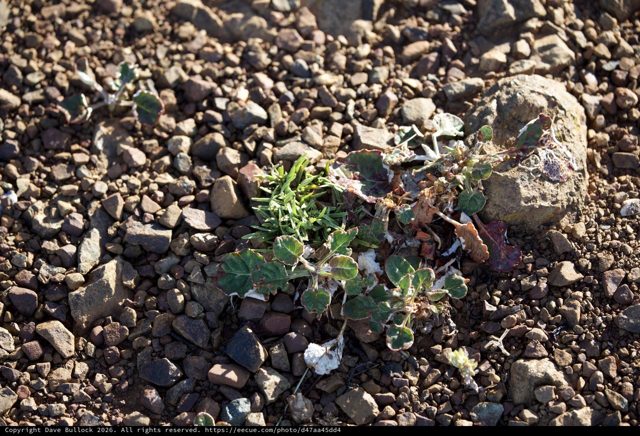 Desert Survivors: Hardy Plants Among Rocky Gravel