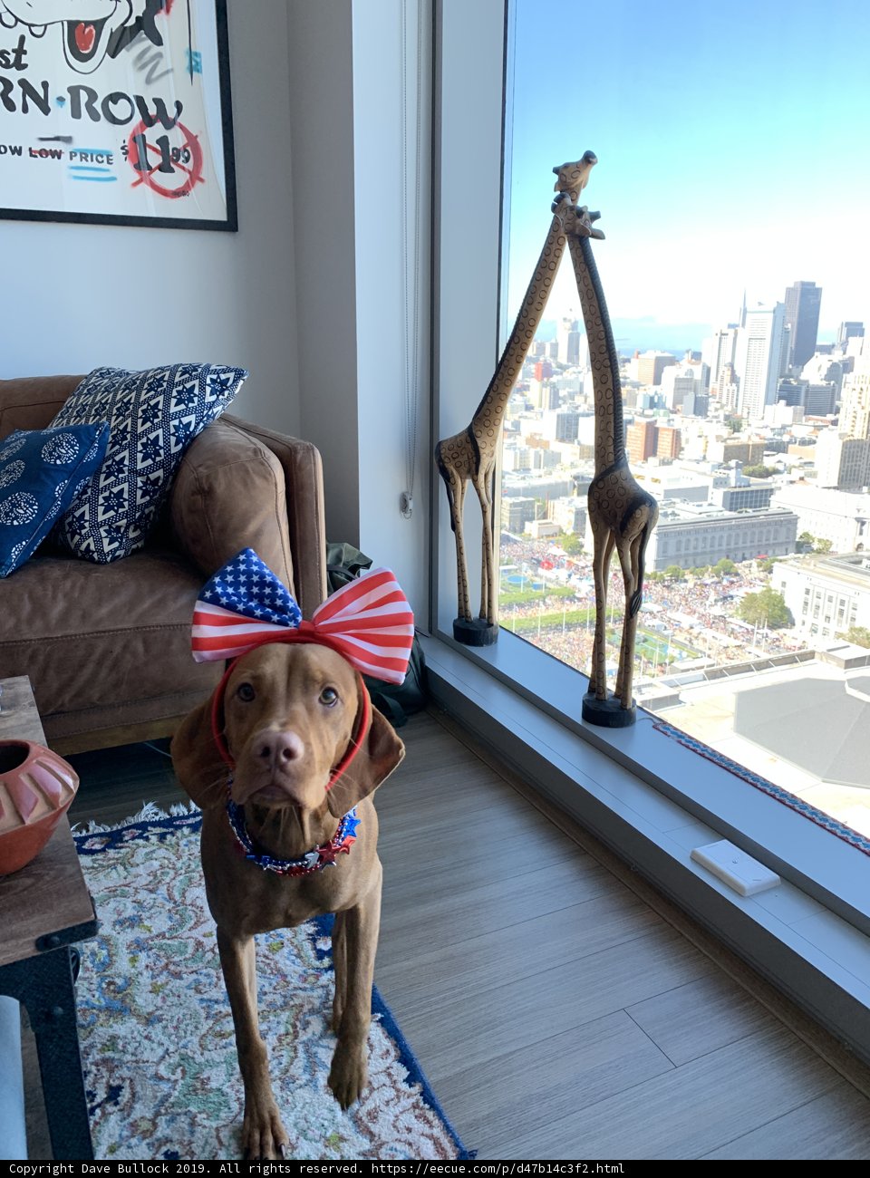 Patriotic Pooch