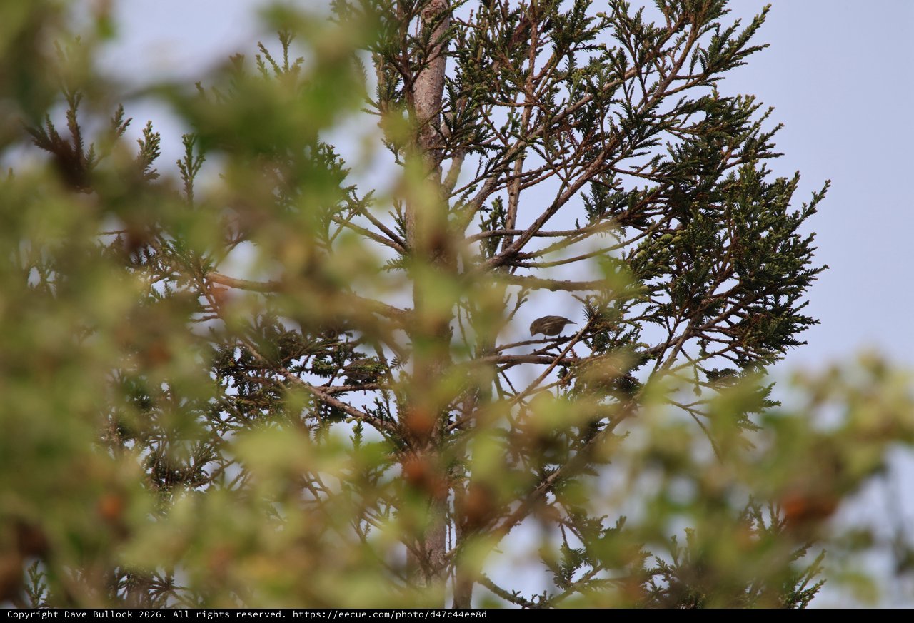 Small Bird Perched Among Conifer Branches