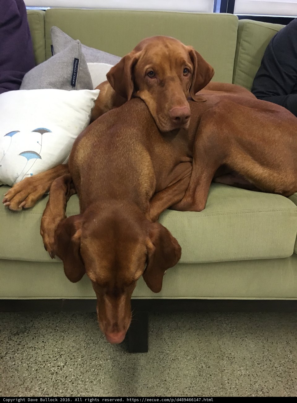 The Ultimate Couch Buddies