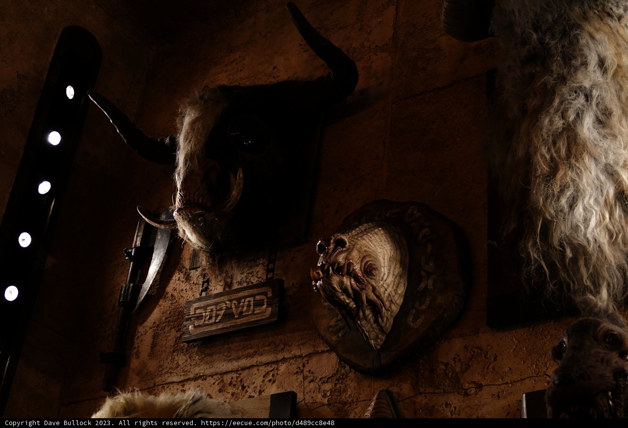 Animal Kingdom Wall