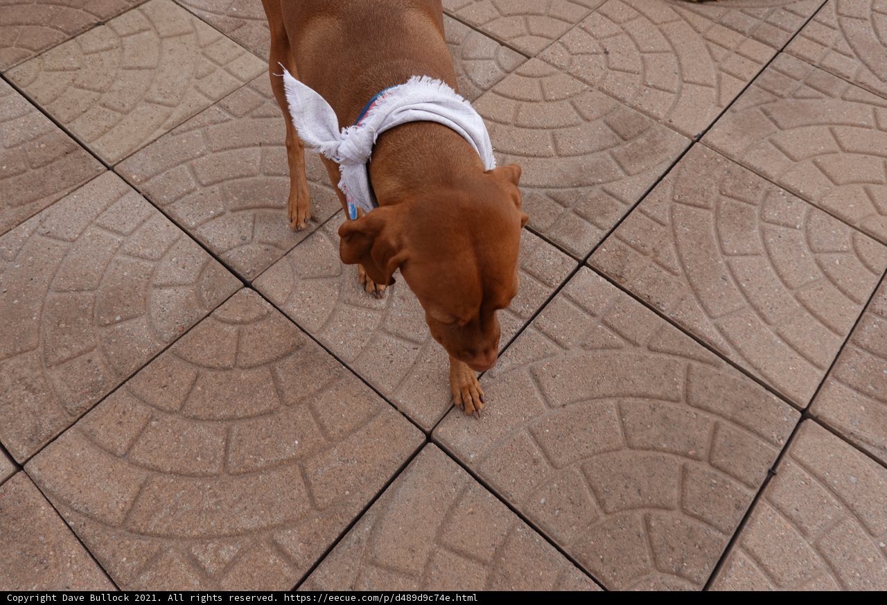 The Well-Dressed Vizsla
