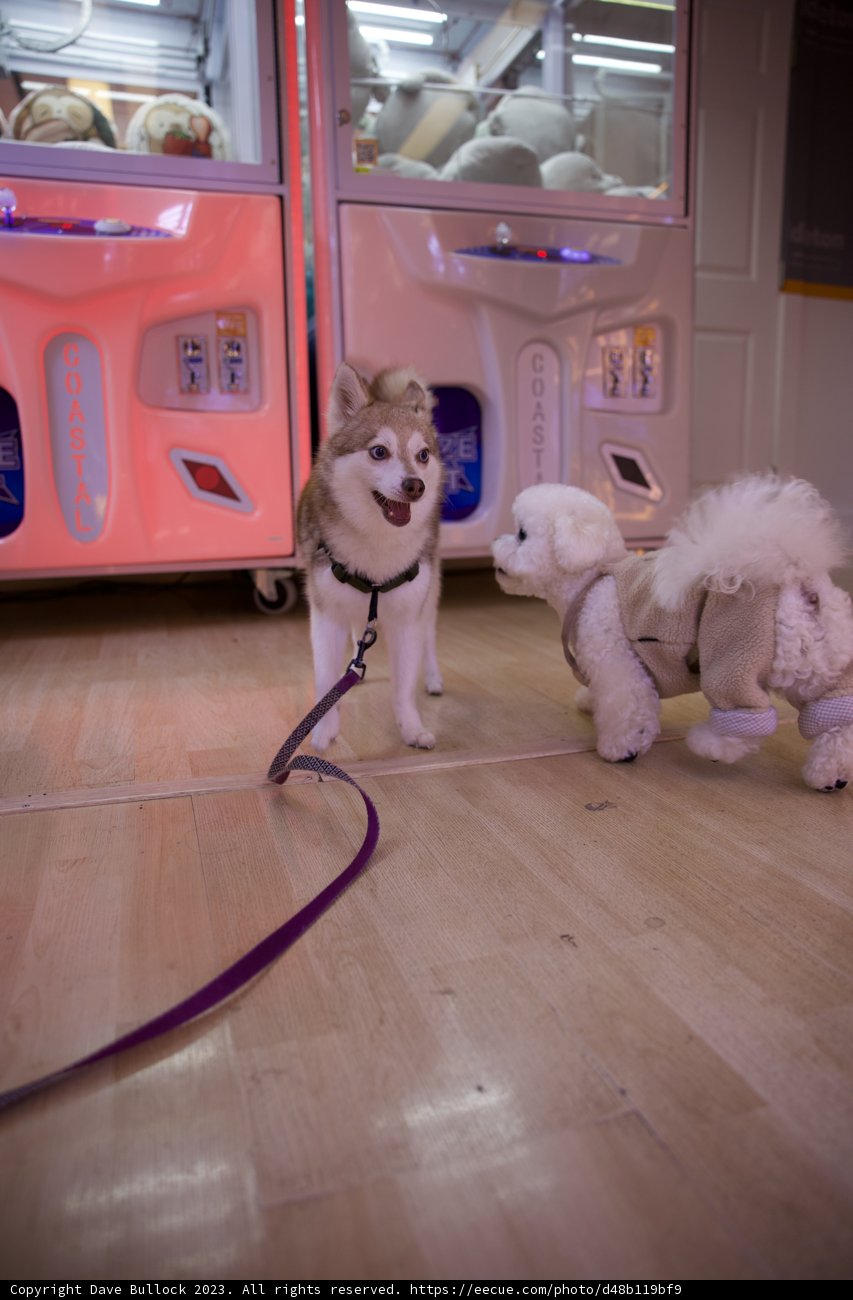 Canine Companionship: Real and Stuffed