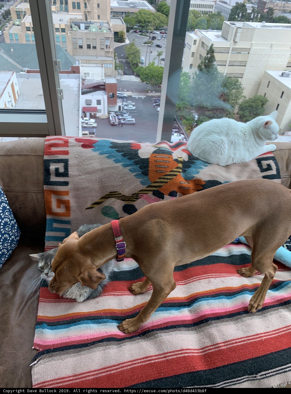 Furry Friends on the Couch