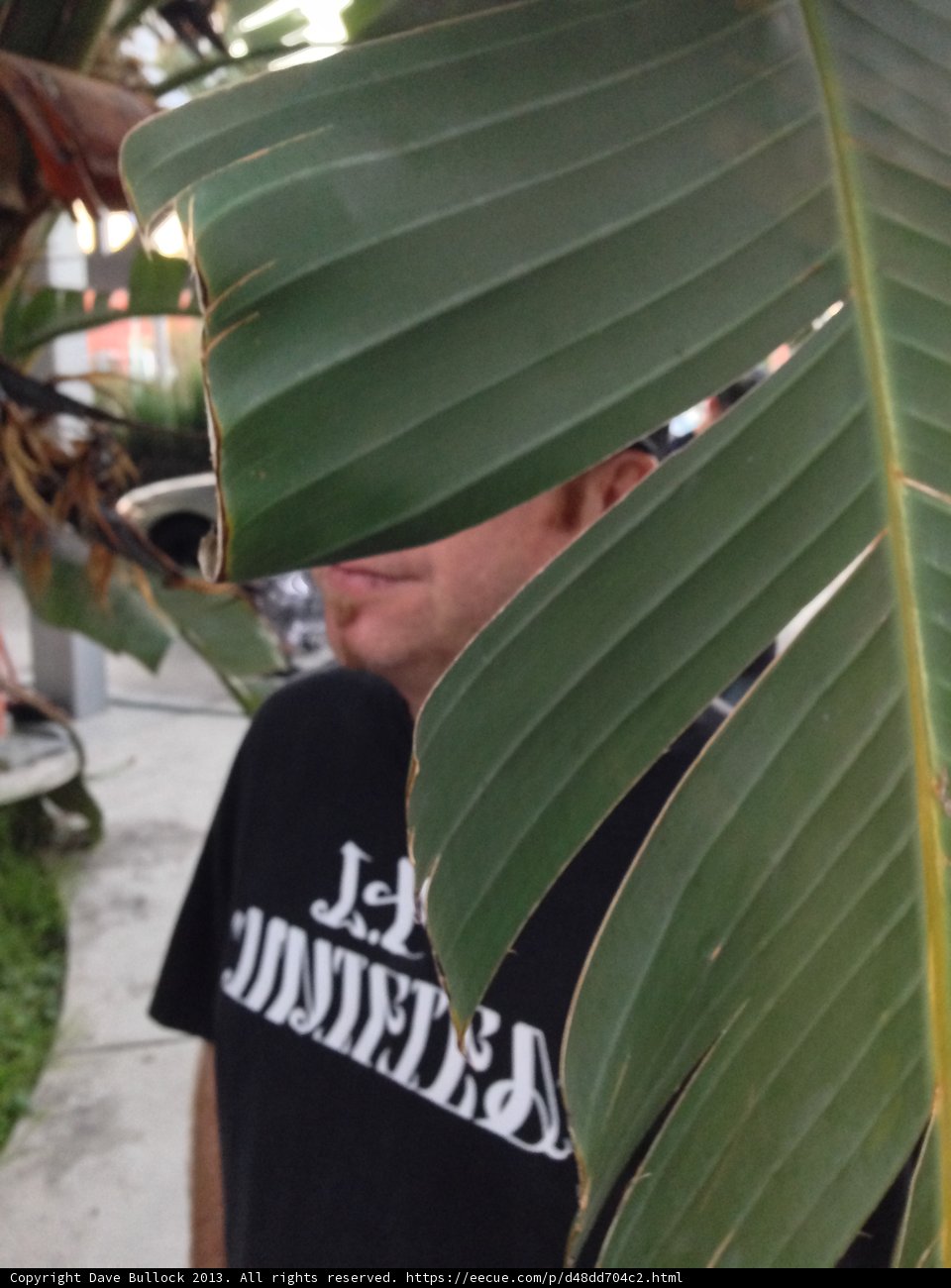 Leafy Peek-a-Boo