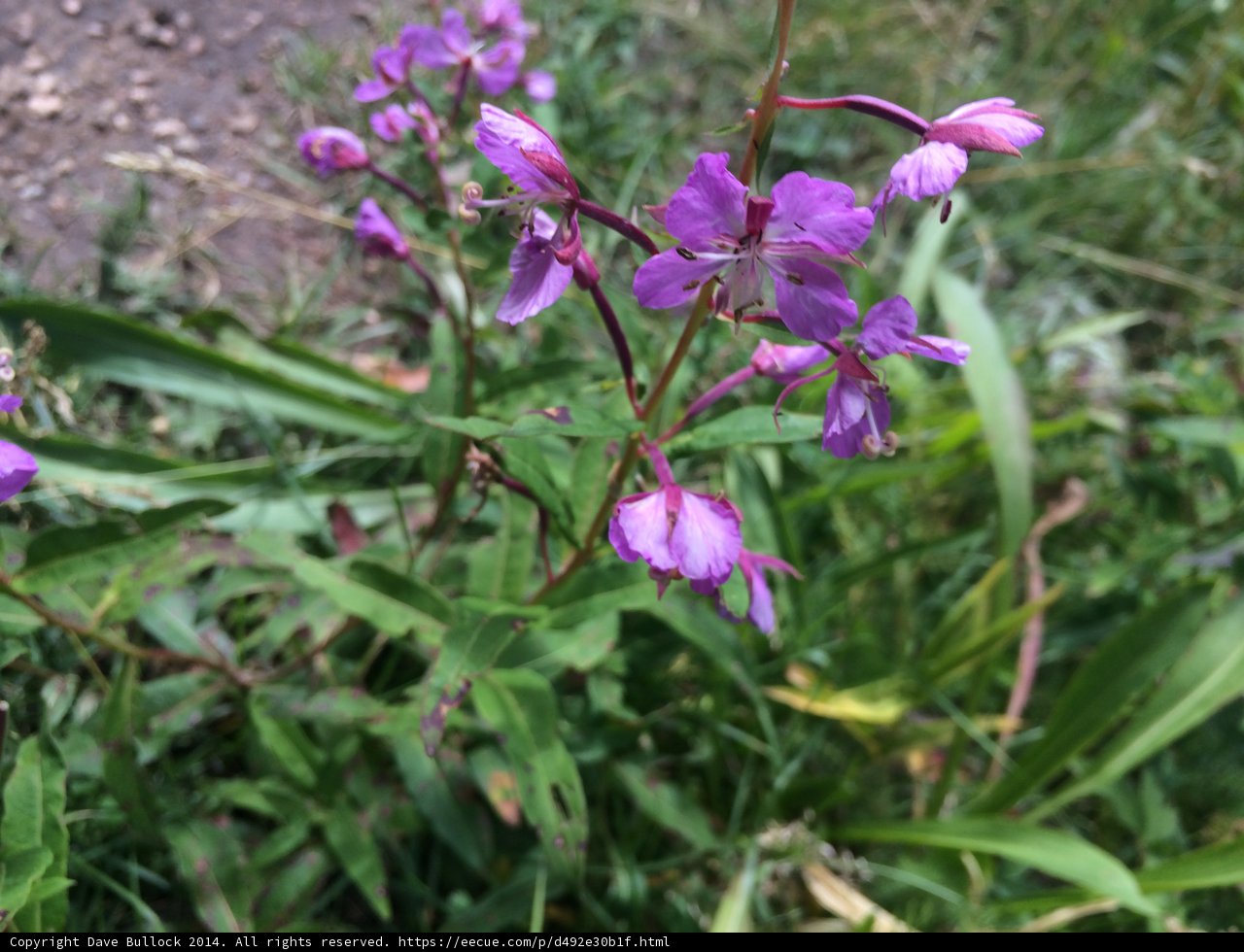Purple Geranium with Small Pink Flowers