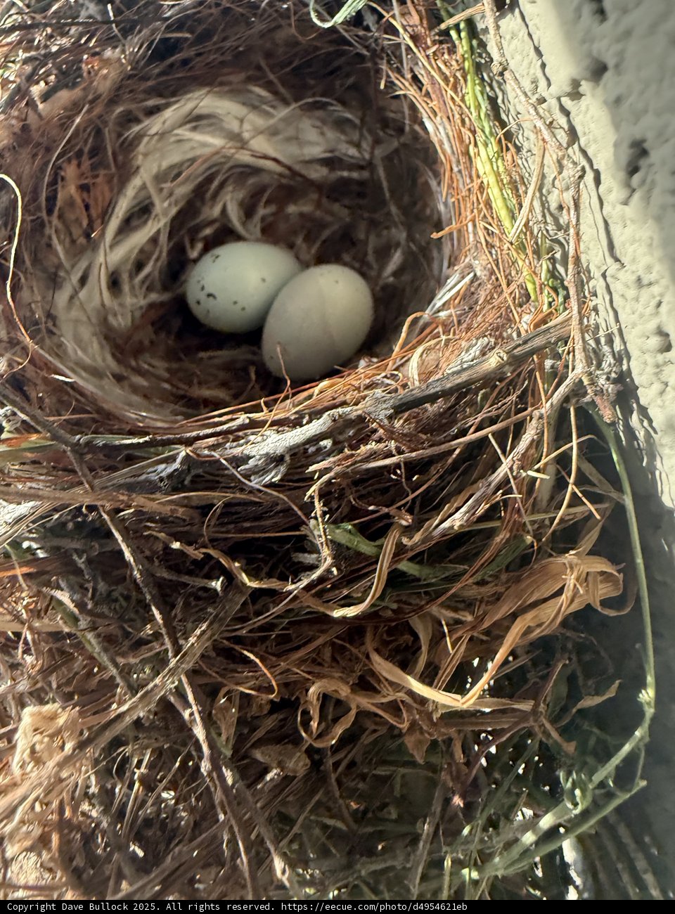 Nestled Beginnings