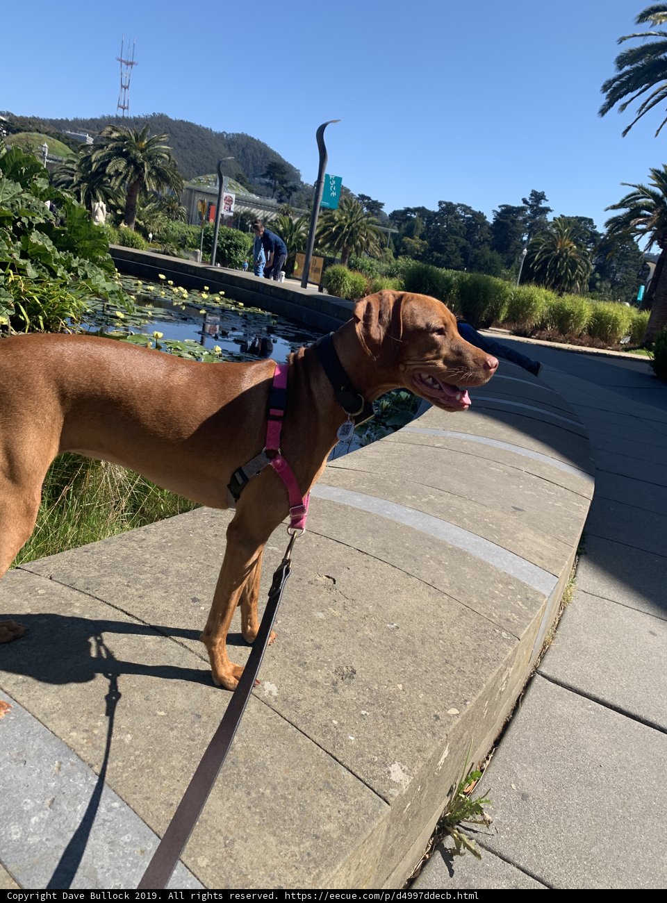 A Dog's Walk in the City