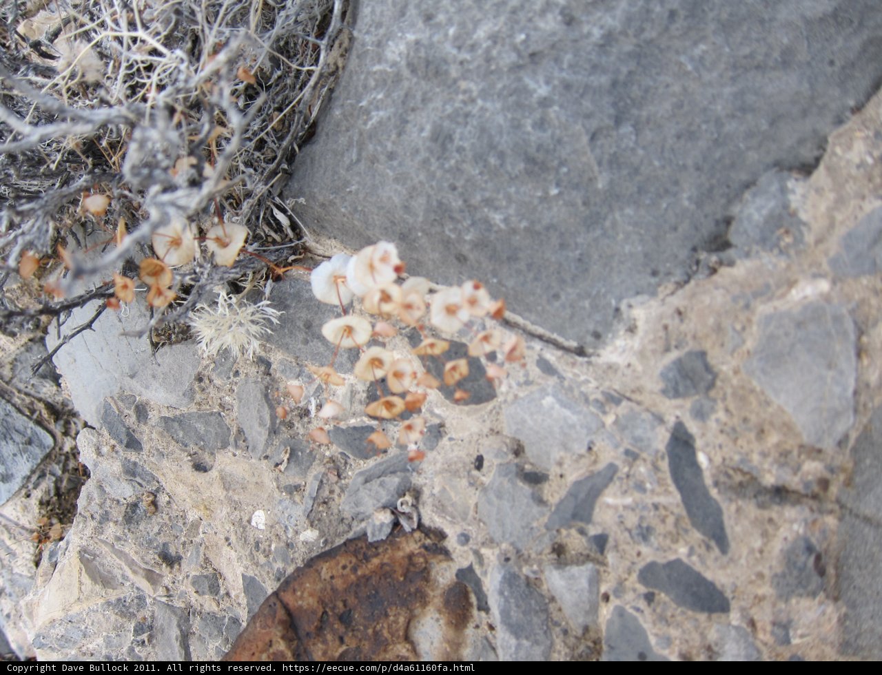 White Flowers Amongst the Slate